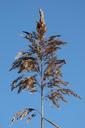 grass-fronds-wedel-grass-540401.jpg