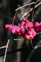 spindle-pink-berries-fruits-1032499.jpg