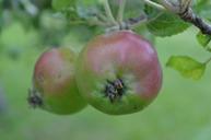 apples-apple-tree-fruit-orchard-949893.jpg