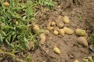 potato-harvest-crop-farm-garden-373822.jpg