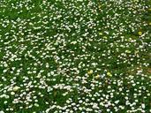 daisy-meadow-daisy-meadow-flowers-383367.jpg