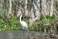 heron-water-bird-nature-wildlife-1174018.jpg