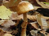 fungi-nature-1043963.jpg