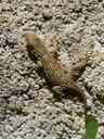 dragon-gecko-lizard-texture-1333128.jpg