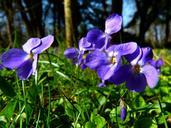 violet-viola-purple-plant-flower-292373.jpg