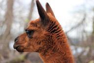 alpaca-animals-wool-fur-mammal-1083049.jpg