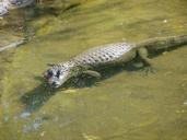 alligator-animal-safari-zoo-941884.jpg