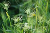 grass-weeds-background-spring-103591.jpg