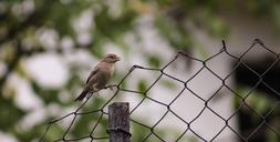 sparrow-bird-fence-nature-animal-383035.jpg