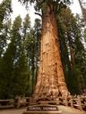 tree-sequoia-wood-bark-huge-tribe-4889.jpg