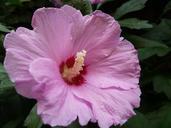 mallow-pink-flowered-flower-623546.jpg