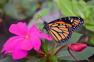 monarch-butterfly-macro-insect-697262.jpg