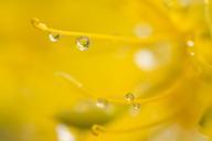 Water_droplets_on_bladderpod_(Peritoma_arborea)_blooming_in_Wilson_Canyon,_January_2015.jpg