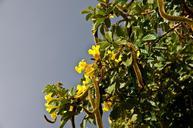 seed-pods-blossom-flowers-yellow-415526.jpg