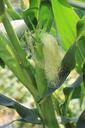 corn-stalks-corn-ear-corn-silk-833020.jpg