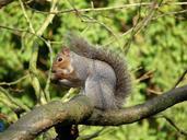 squirrel-tree-branch-nature-animal-515426.jpg