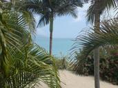 palm-tree-beach-palm-beach-summer-606303.jpg