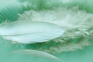 feathers-reflection-color-888204.jpg