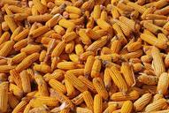 corn-harvest-corn-background-698195.jpg