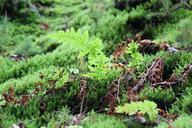 fern-forest-jungle-bush-plant-1028478.jpg