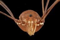 Leiobunum_flavum,_U,_Face,_MD,_PG_County_2013-08-05-17.21.44_ZS_PMax.jpg