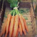 carrots-bio-basket-381332.jpg