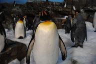 penguins-sea-world-seaworld-cute-1606419.jpg