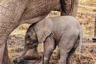 elephant-safari-close-up-animal-285828.jpg