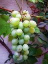 grapes-wine-vine-wine-harvest-437907.jpg