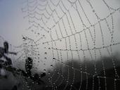 spider-web-morning-garden-bug-19263.jpg