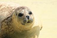 seal-phoca-vitulina-robbe-dog-seal-874393.jpg