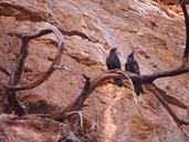 Raven_Pair,_Havasupai_Canyon,_AZ.jpg