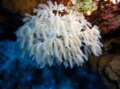 underwater-diving-coral-creature-694613.jpg