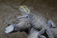 reptile-lizard-terrarium-animal-1573252.jpg