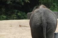 elephant-animal-rump-zoo-africa-456639.jpg