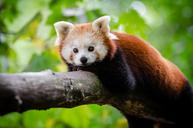 Red Panda (29663050861).jpg