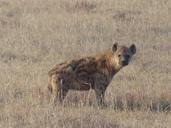 spotted-hyena-hyena-mammal-safari-517975.jpg