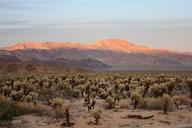 joshua-tree-california-joshua-tree-1024465.jpg