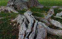 tree-roots-tree-trunk-1430392.jpg