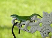 lizard-reptile-green-iguana-439368.jpg