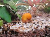 aquarium-snail-plant-animals-close-983805.jpg