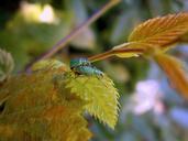 beetle-weevils-green-phyllobius-371164.jpg