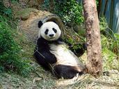 panda-endangered-rare-protected-505149.jpg