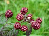 Blackberries fruit.jpg