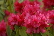 flowers-pink-azalea-rhododendron-367444.jpg