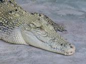 crocodile-lizard-reptile-dangerous-92526.jpg