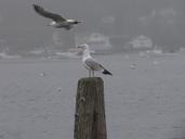 seagulls-birds-harbor-two-birds-142131.jpg