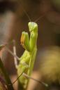 praying-mantis-nature-fishing-locust-798371.jpg