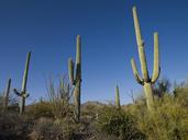 Saguaro Cactus near Tucson, Arizona LCCN2010630276.tif.tiff