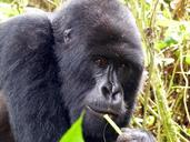 gorilla-primate-east-africa-rwanda-818003.jpg